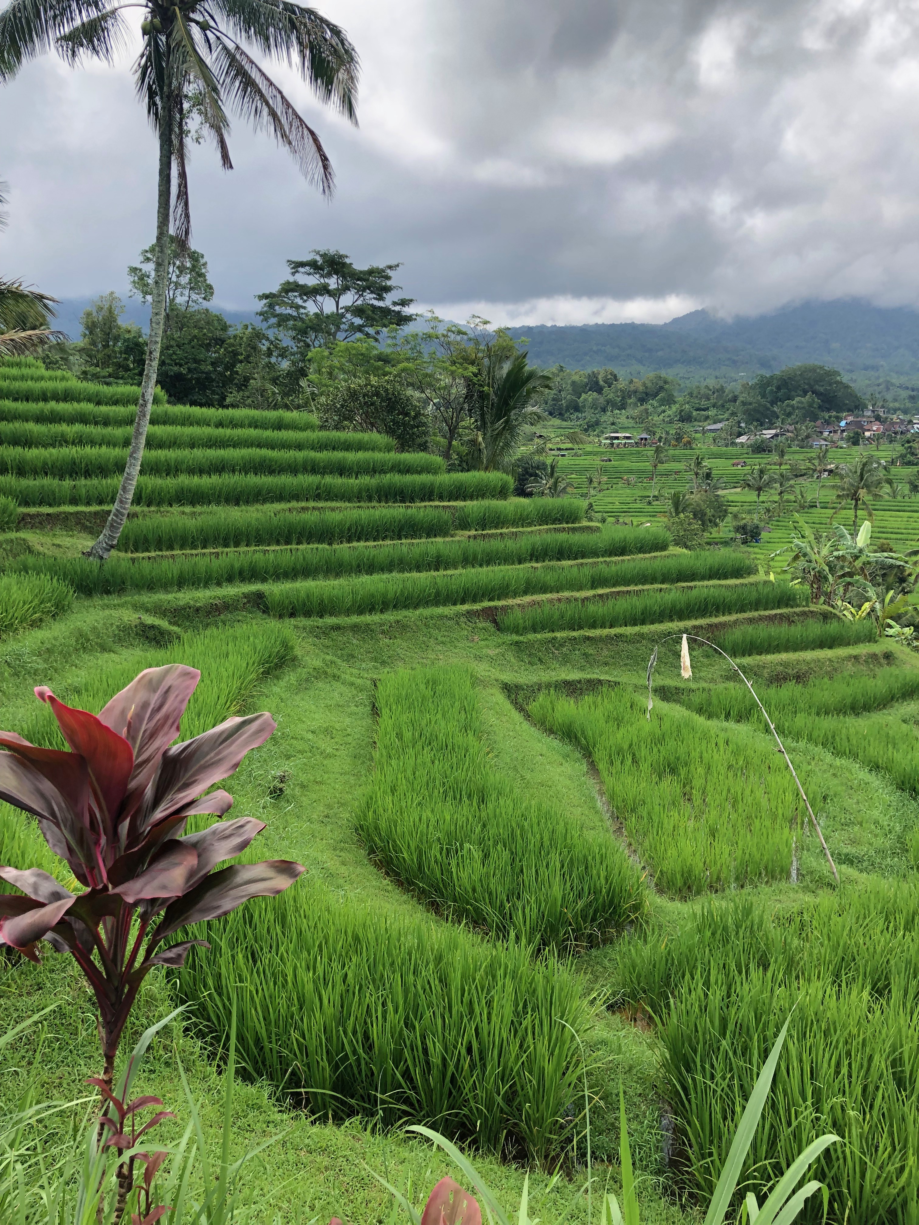 Bali